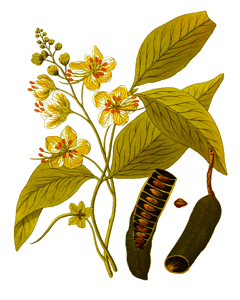 Cassia fistula Golden Shower, Purging Cassia, Golden Chain Tree, Indian Laburnum
